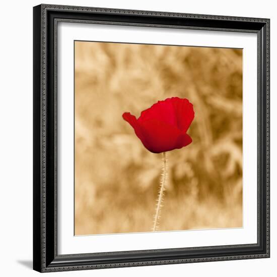 Poppy Solo-Joseph Eta-Framed Giclee Print