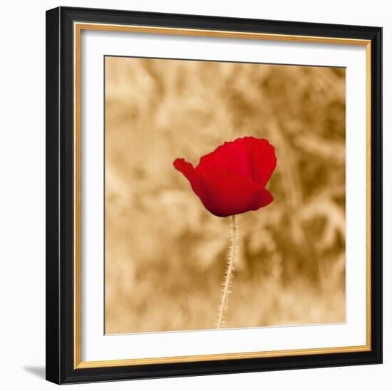 Poppy Solo-Joseph Eta-Framed Giclee Print