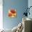 Poppy Spice I-Daphne Brissonnet-Premium Giclee Print displayed on a wall