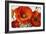 Poppy Splendor I-Lanie Loreth-Framed Art Print