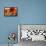 Poppy Splendor II-Lanie Loreth-Framed Stretched Canvas displayed on a wall
