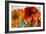 Poppy Splendor II-Lanie Loreth-Framed Art Print