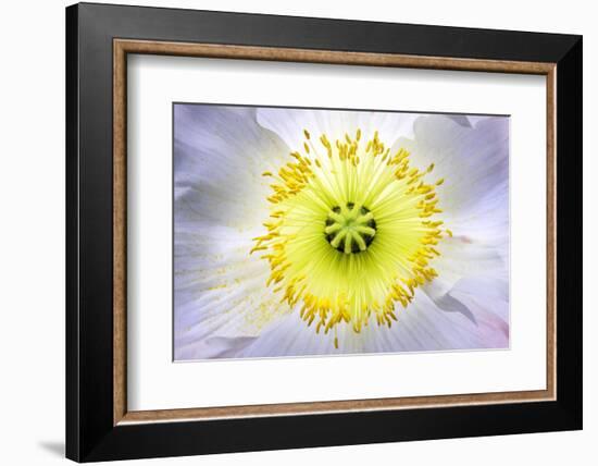 Poppy, Stamen, Close-Up-Hawi-Framed Photographic Print