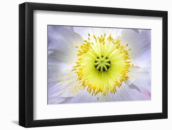 Poppy, Stamen, Close-Up-Hawi-Framed Photographic Print