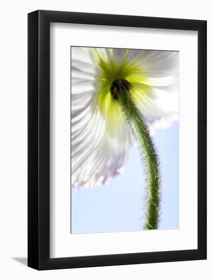 Poppy, Stem, Close Up-Hawi-Framed Photographic Print