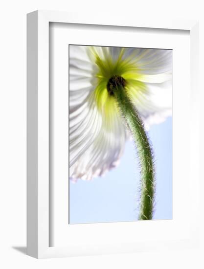 Poppy, Stem, Close Up-Hawi-Framed Photographic Print