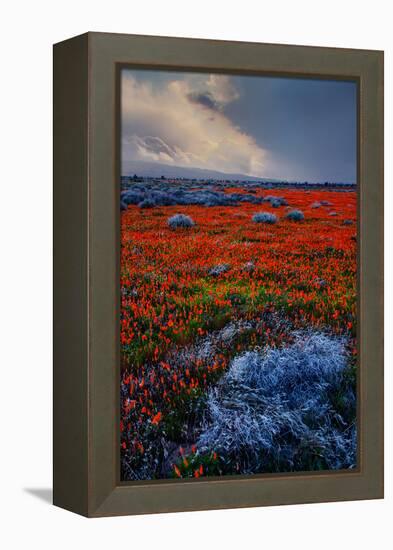 Poppy Storm Revisited California Spring Wildflowers Poppies Los Angeles-Vincent James-Framed Premier Image Canvas