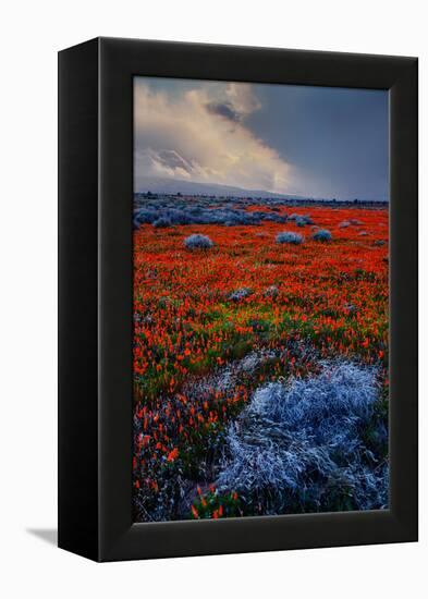 Poppy Storm Revisited California Spring Wildflowers Poppies Los Angeles-Vincent James-Framed Premier Image Canvas