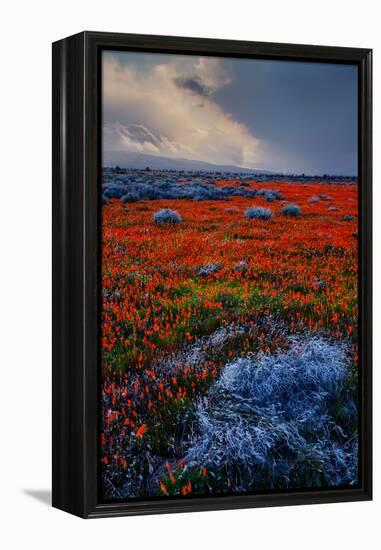 Poppy Storm Revisited California Spring Wildflowers Poppies Los Angeles-Vincent James-Framed Premier Image Canvas