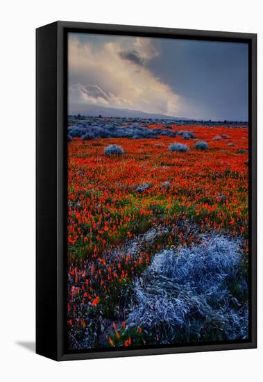 Poppy Storm Revisited California Spring Wildflowers Poppies Los Angeles-Vincent James-Framed Premier Image Canvas