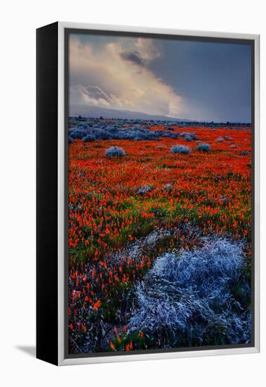 Poppy Storm Revisited California Spring Wildflowers Poppies Los Angeles-Vincent James-Framed Premier Image Canvas