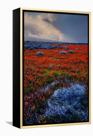 Poppy Storm Revisited California Spring Wildflowers Poppies Los Angeles-Vincent James-Framed Premier Image Canvas