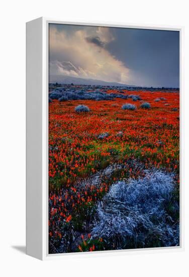 Poppy Storm Revisited California Spring Wildflowers Poppies Los Angeles-Vincent James-Framed Premier Image Canvas