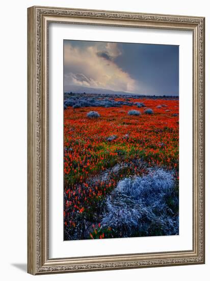 Poppy Storm Revisited California Spring Wildflowers Poppies Los Angeles-Vincent James-Framed Photographic Print