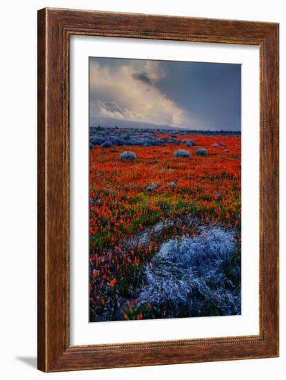 Poppy Storm Revisited California Spring Wildflowers Poppies Los Angeles-Vincent James-Framed Photographic Print