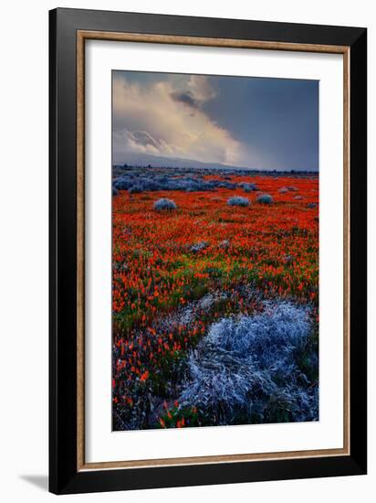 Poppy Storm Revisited California Spring Wildflowers Poppies Los Angeles-Vincent James-Framed Photographic Print