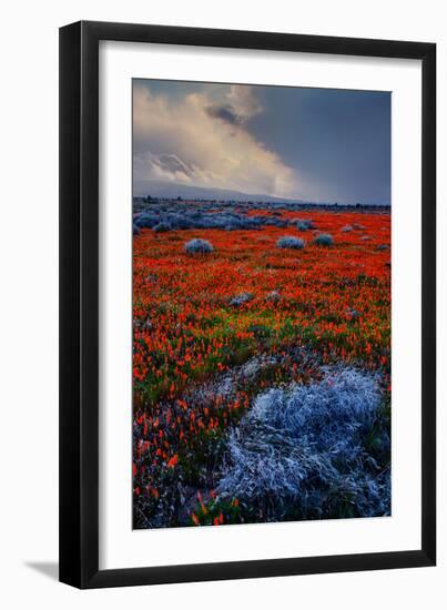 Poppy Storm Revisited California Spring Wildflowers Poppies Los Angeles-Vincent James-Framed Photographic Print