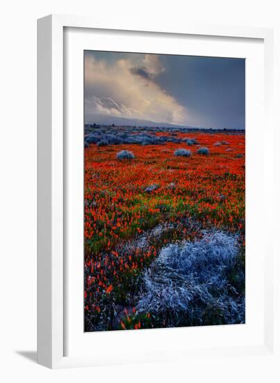 Poppy Storm Revisited California Spring Wildflowers Poppies Los Angeles-Vincent James-Framed Photographic Print