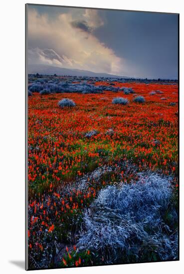 Poppy Storm Revisited California Spring Wildflowers Poppies Los Angeles-Vincent James-Mounted Photographic Print