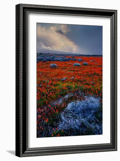 Poppy Storm Revisited California Spring Wildflowers Poppies Los Angeles-Vincent James-Framed Photographic Print