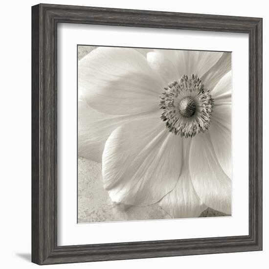 Poppy Study II-Sondra Wampler-Framed Art Print