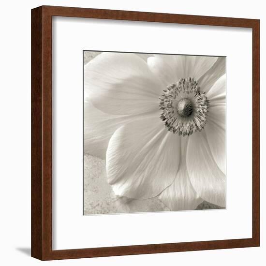 Poppy Study II-Sondra Wampler-Framed Art Print