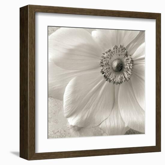 Poppy Study II-Sondra Wampler-Framed Art Print