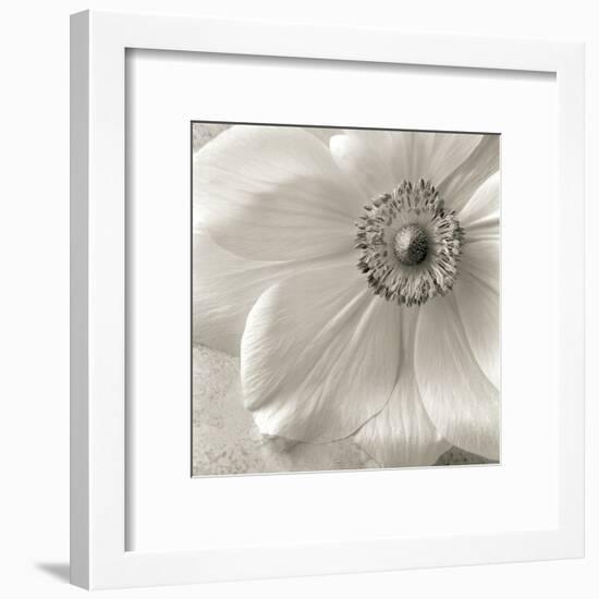 Poppy Study II-Sondra Wampler-Framed Art Print