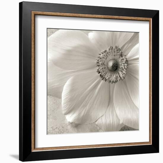 Poppy Study II-Sondra Wampler-Framed Art Print