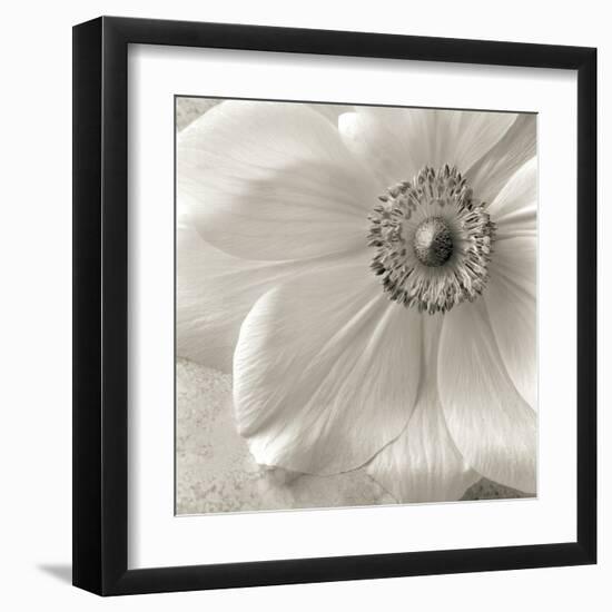 Poppy Study II-Sondra Wampler-Framed Art Print