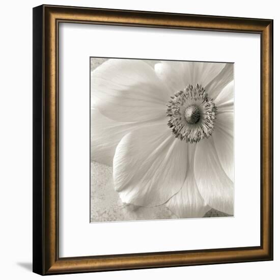 Poppy Study II-Sondra Wampler-Framed Art Print