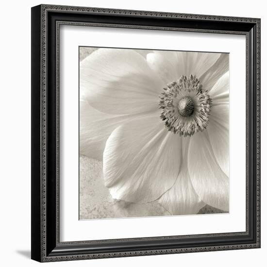 Poppy Study II-Sondra Wampler-Framed Art Print