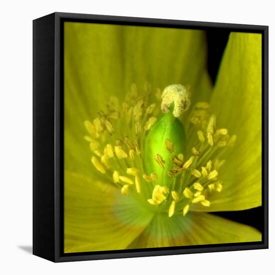 Poppy Yellow-Magda Indigo-Framed Premier Image Canvas