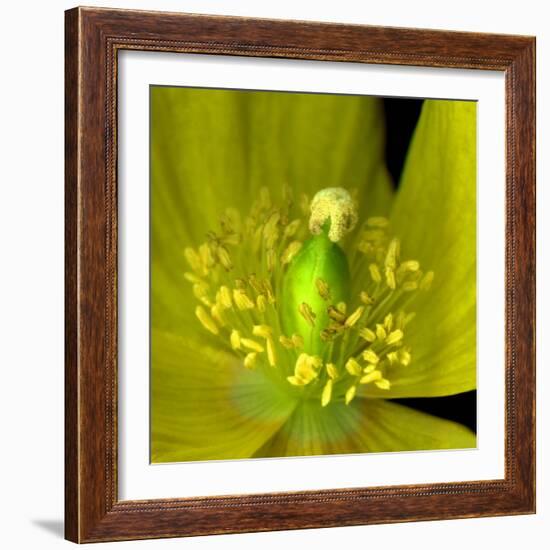 Poppy Yellow-Magda Indigo-Framed Photographic Print