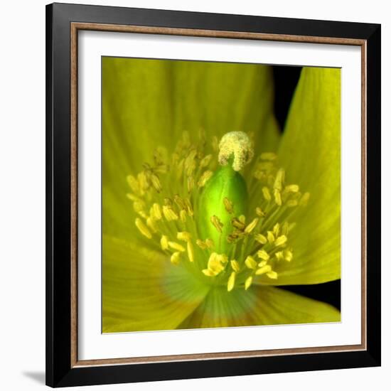 Poppy Yellow-Magda Indigo-Framed Photographic Print