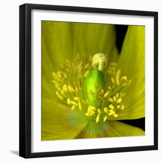 Poppy Yellow-Magda Indigo-Framed Photographic Print
