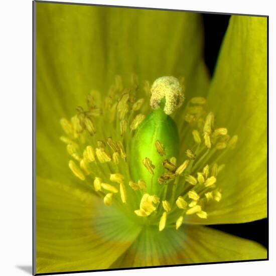 Poppy Yellow-Magda Indigo-Mounted Photographic Print