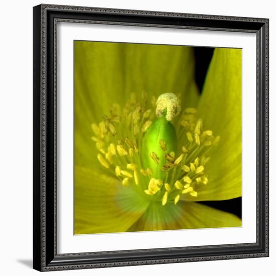 Poppy Yellow-Magda Indigo-Framed Photographic Print