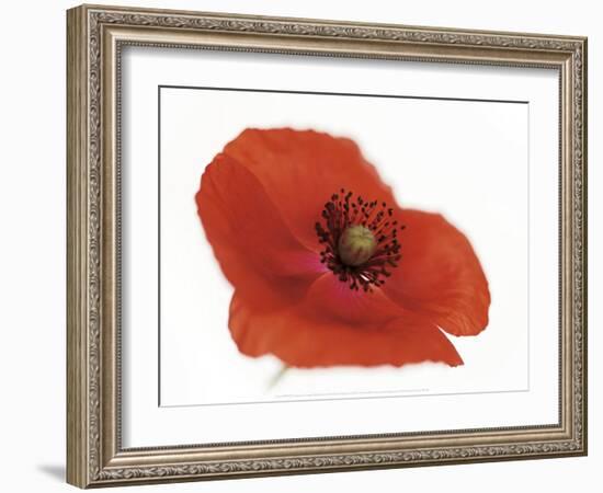 Poppy-Cédric Porchez-Framed Art Print