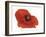 Poppy-Cédric Porchez-Framed Art Print