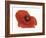 Poppy-Cédric Porchez-Framed Art Print