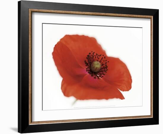 Poppy-Cédric Porchez-Framed Art Print