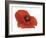 Poppy-Cédric Porchez-Framed Art Print