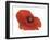 Poppy-Cédric Porchez-Framed Art Print