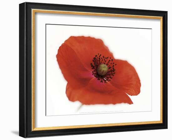 Poppy-Cédric Porchez-Framed Art Print