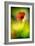 Poppy-Ursula Abresch-Framed Photographic Print