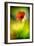 Poppy-Ursula Abresch-Framed Photographic Print