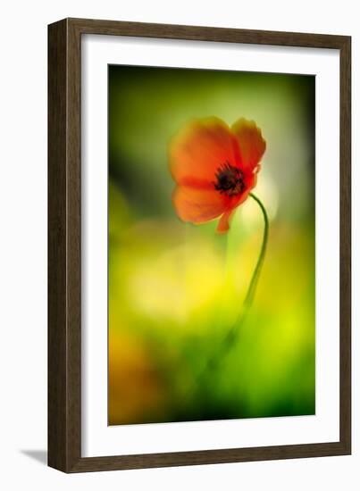 Poppy-Ursula Abresch-Framed Photographic Print