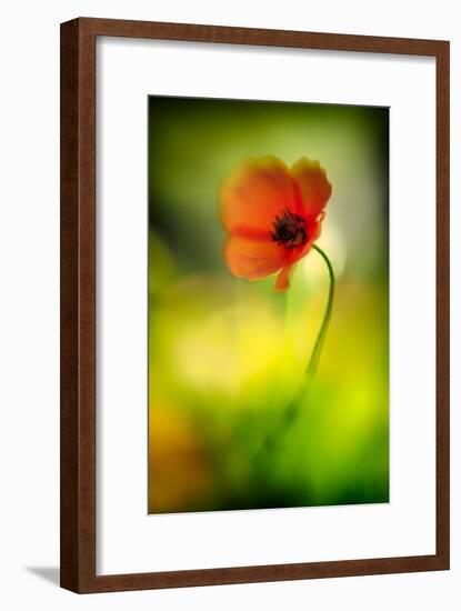 Poppy-Ursula Abresch-Framed Photographic Print