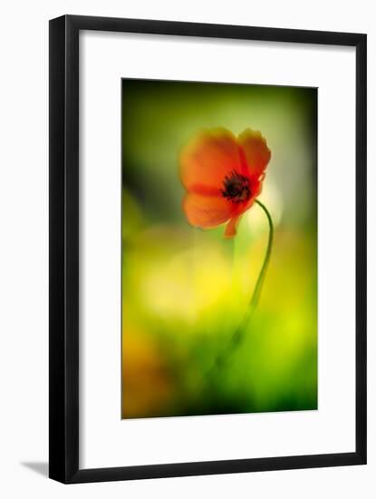 Poppy-Ursula Abresch-Framed Photographic Print